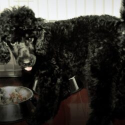 Cómo Alimentar A Un Poodle: Una Guía De Nutrición